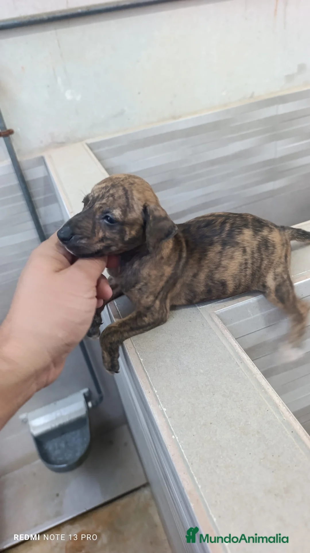 Whippet perros en venta: Cachorros de Whippet  - Anuncio 8