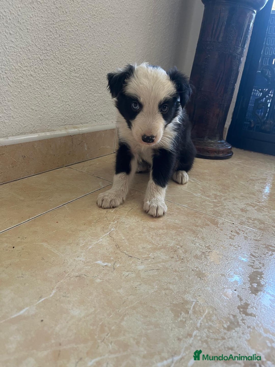 Border Collie perros en venta: BORDER COLLIE - Imagen 9