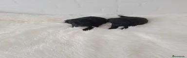 Caniche Toy Cachorro 6