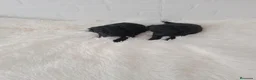 Caniche Toy perros en venta: PRECIOSOS CANICHE  ROJO LINEA ASIÁTICO - Anuncio 14