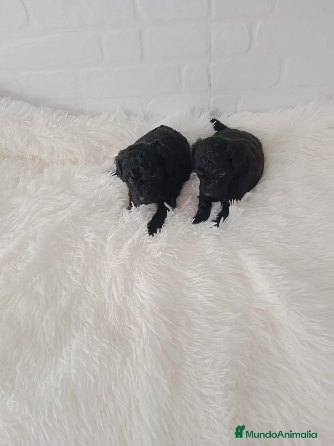 Caniche Toy perros en venta: PRECIOSOS CANICHE  ROJO LINEA ASIÁTICO - Anuncio 14