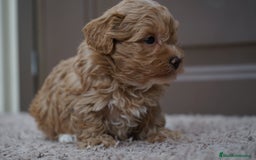 Maltipoo perros en venta: 🍥🐾 Muffi, Mochi & Yuki ✨ - Imagen 4