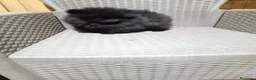Pomerania perros en venta: Pomerañia  toy  - Anuncio 14