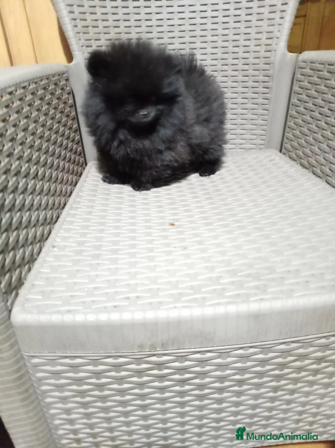 Pomerania perros en venta: Pomerañia  toy  - Anuncio 14