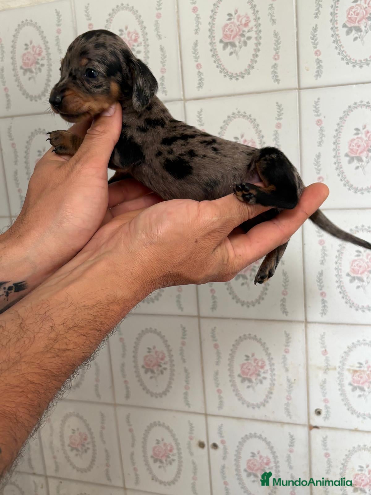 Teckel Miniatura perros Teckel Miniatura - Anuncio 2