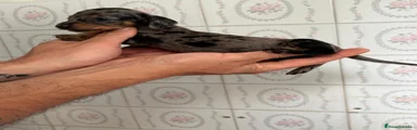 Teckel Miniatura Cachorro 1