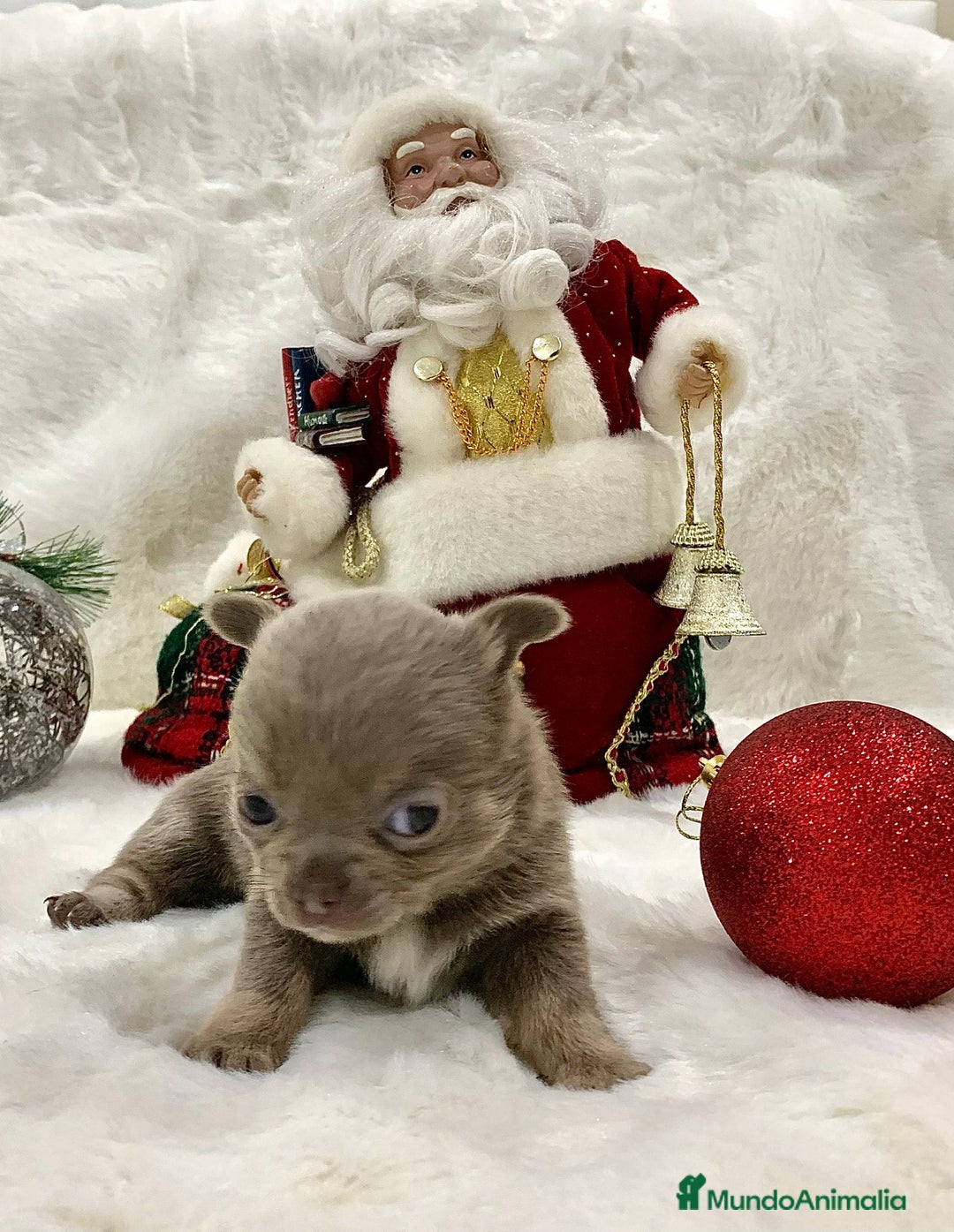 Chihuahua perros en venta: Chihuahua hembras y machoa color lilac - Anuncio 4