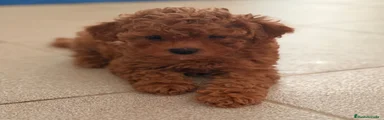 Caniche Toy 5