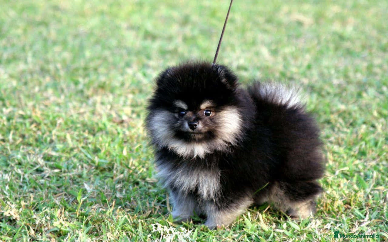 Pomerania perros pomerania  - Anuncio 1