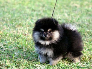 Pomerania perros pomerania - Anuncio 2