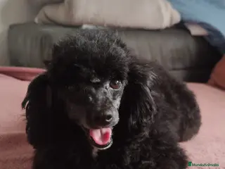 Caniche Toy perros Caniche 603574813 - Anuncio 1