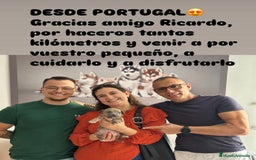 American Staffordshire-Terrier perros en venta: American Stanford (transparencia) - Anuncio 8