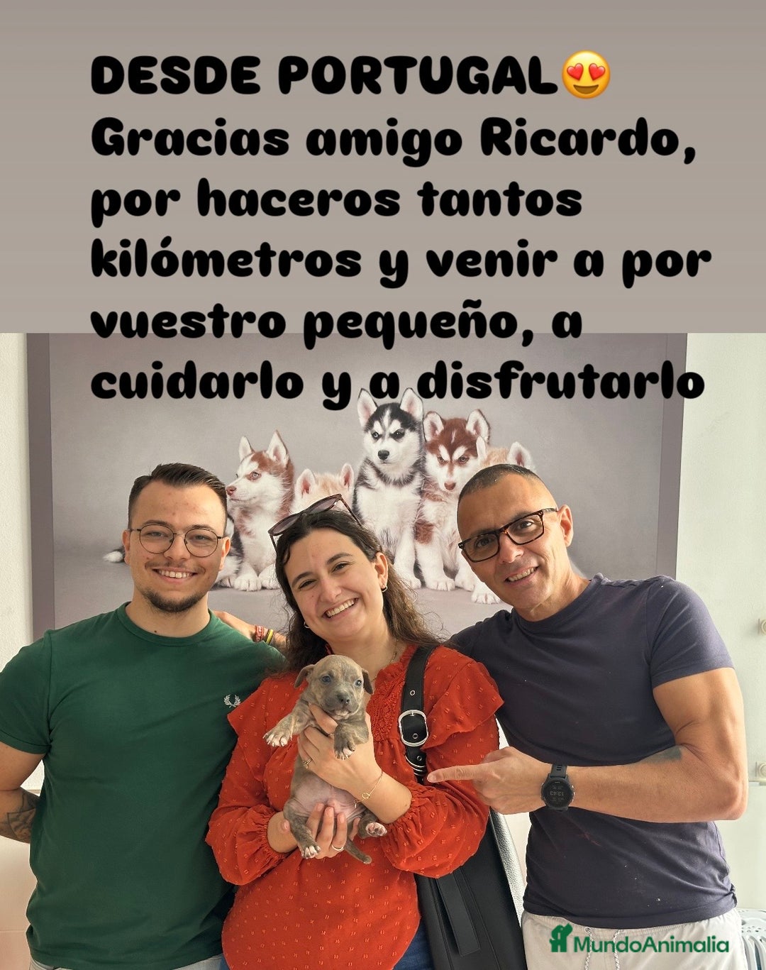 American Staffordshire-Terrier perros en venta: American Stanford (transparencia) - Anuncio 8