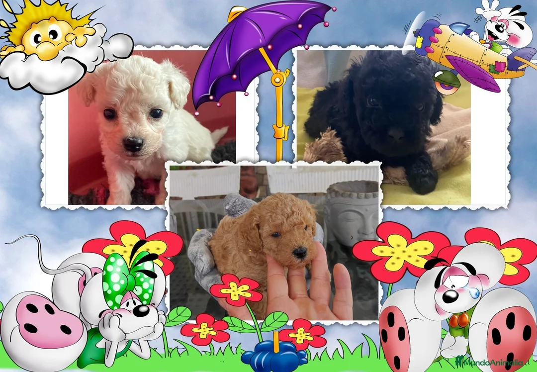 Caniche Toy perros en venta: Caniche toy, precio real - Anuncio 1