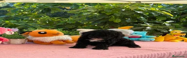 Perro de Agua Español 5