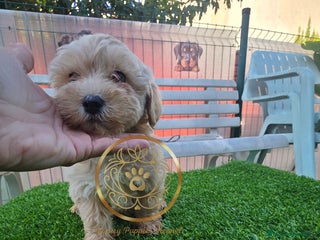Maltipoo perros - Anuncio 4
