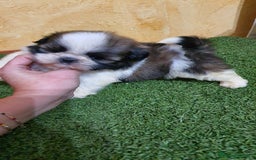 Shih Tzu perros en venta: Shih tzu Macho Disponible  - Imagen 10