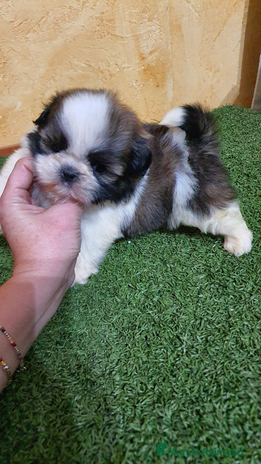 Shih Tzu perros en venta: Shih tzu Macho Disponible  - Imagen 10