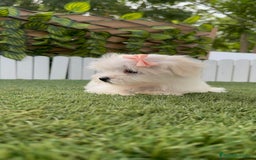 Bichón Maltés perros en venta: BICHON MALTES HEMBRA - Imagen 6