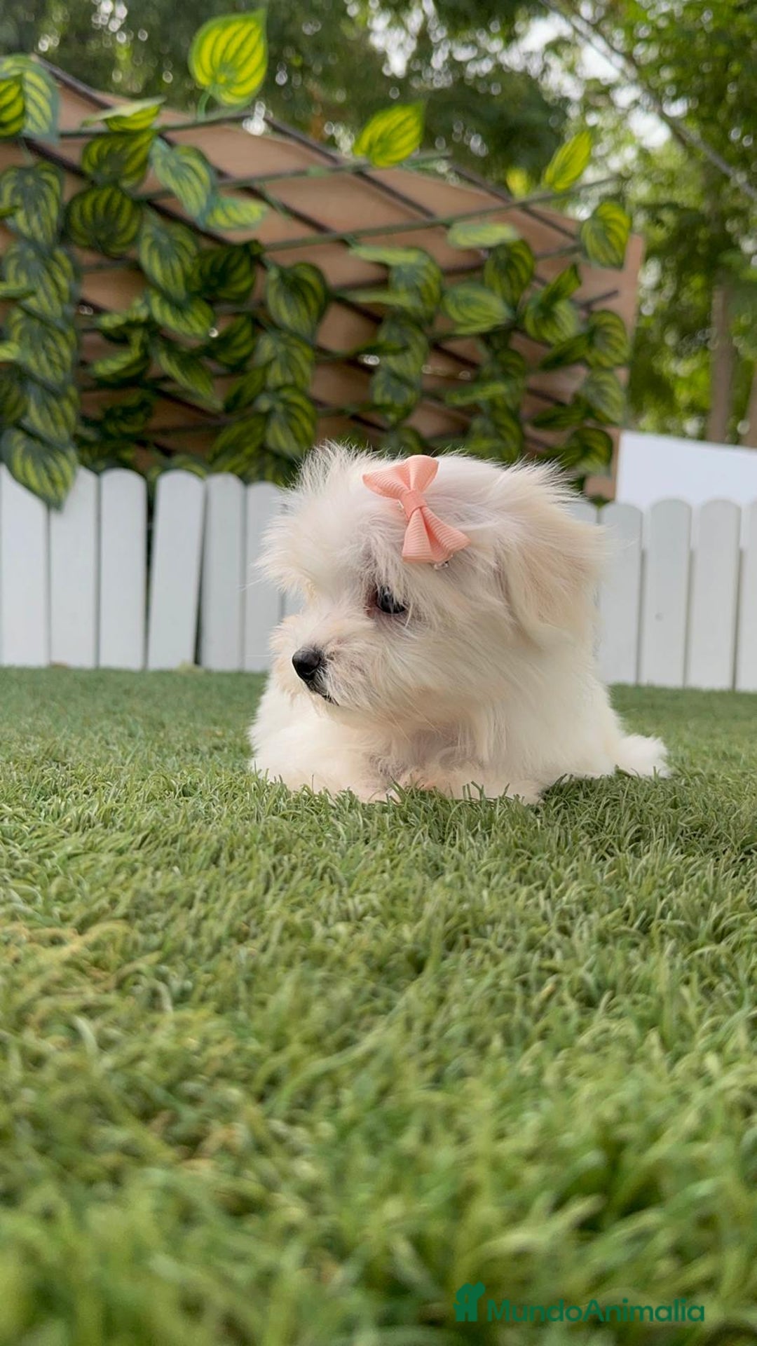 Bichón Maltés perros en venta: BICHON MALTES HEMBRA - Imagen 6