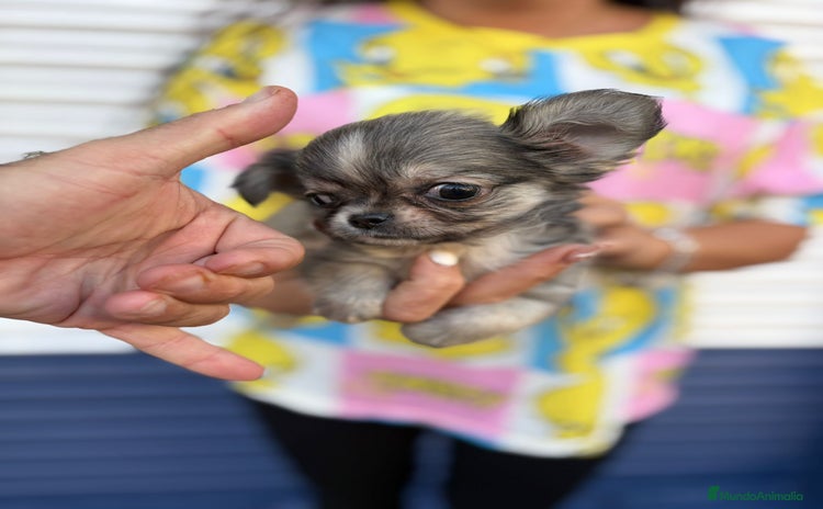 Chihuahua perros - Anuncio 3