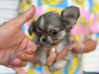 Chihuahua perros - Anuncio 21