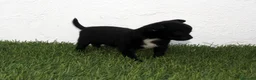 Chihuahua perros en venta: Chihuahua toy  - Anuncio 8