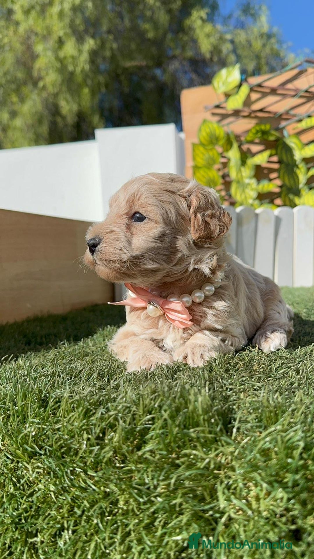 Maltipoo perros en venta: MALTIPOO HEMBRA - Imagen 13