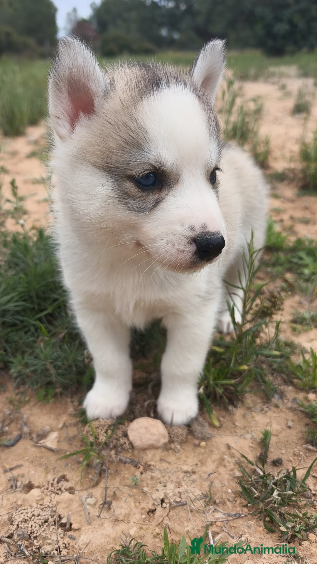 Husky Siberiano perros en venta: Husky SIBERIANO disponibles  - Anuncio 15