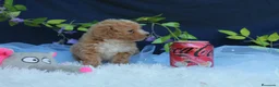 Caniche Toy perros en venta: PRECIOSOS CANICHE  ROJO LINEA TOY  - Anuncio 13