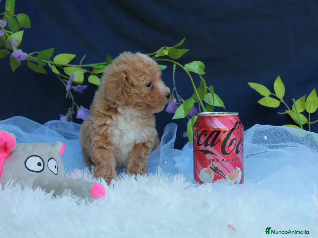 Caniche Toy perros en venta: PRECIOSOS CANICHE  ROJO LINEA TOY  - Anuncio 13