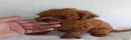 Caniche Toy perros en venta: Caniche toy  - Anuncio 2