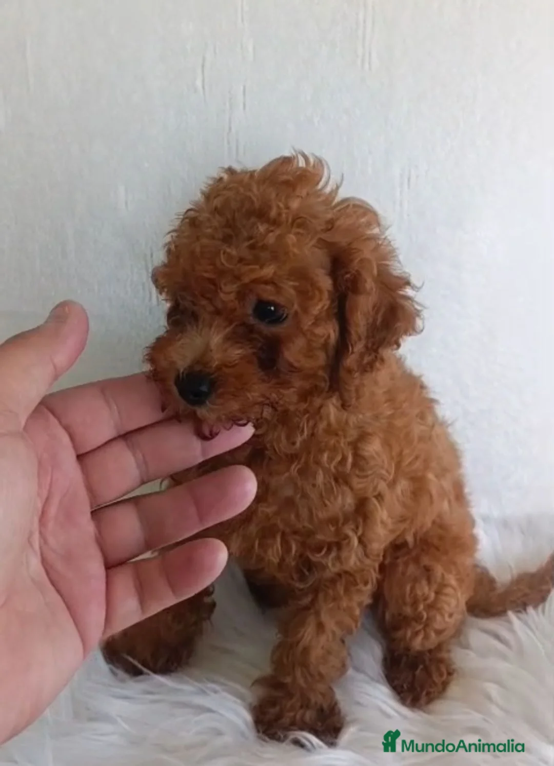 Caniche Toy perros en venta: Caniche toy  - Anuncio 2