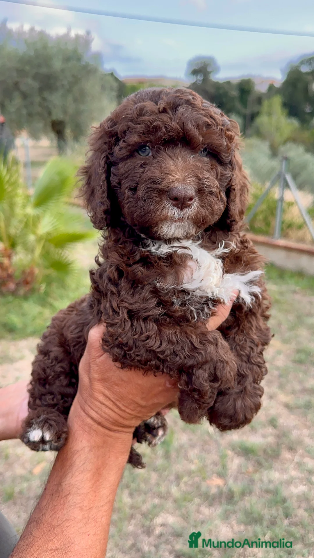 Perro de Agua Español perros en venta: Perro de Agua - Anuncio 1