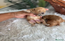 Caniche Toy perros en venta: CANICHE TOY HEMBRA - Imagen 15