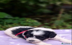 Caniche Toy perros en venta: HEMBRA PARTICOLOR TOY/MINI - Imagen 2