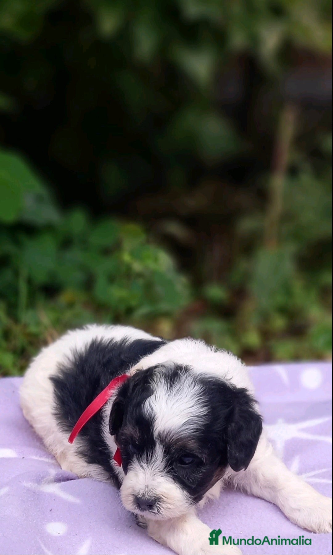 Caniche Toy perros en venta: HEMBRA PARTICOLOR TOY/MINI - Imagen 2