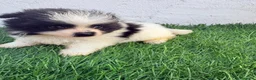 Pomerania perros en venta: Pomerania - Anuncio 7
