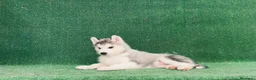 Husky Siberiano perros en venta: Husky siberiano - Anuncio 3