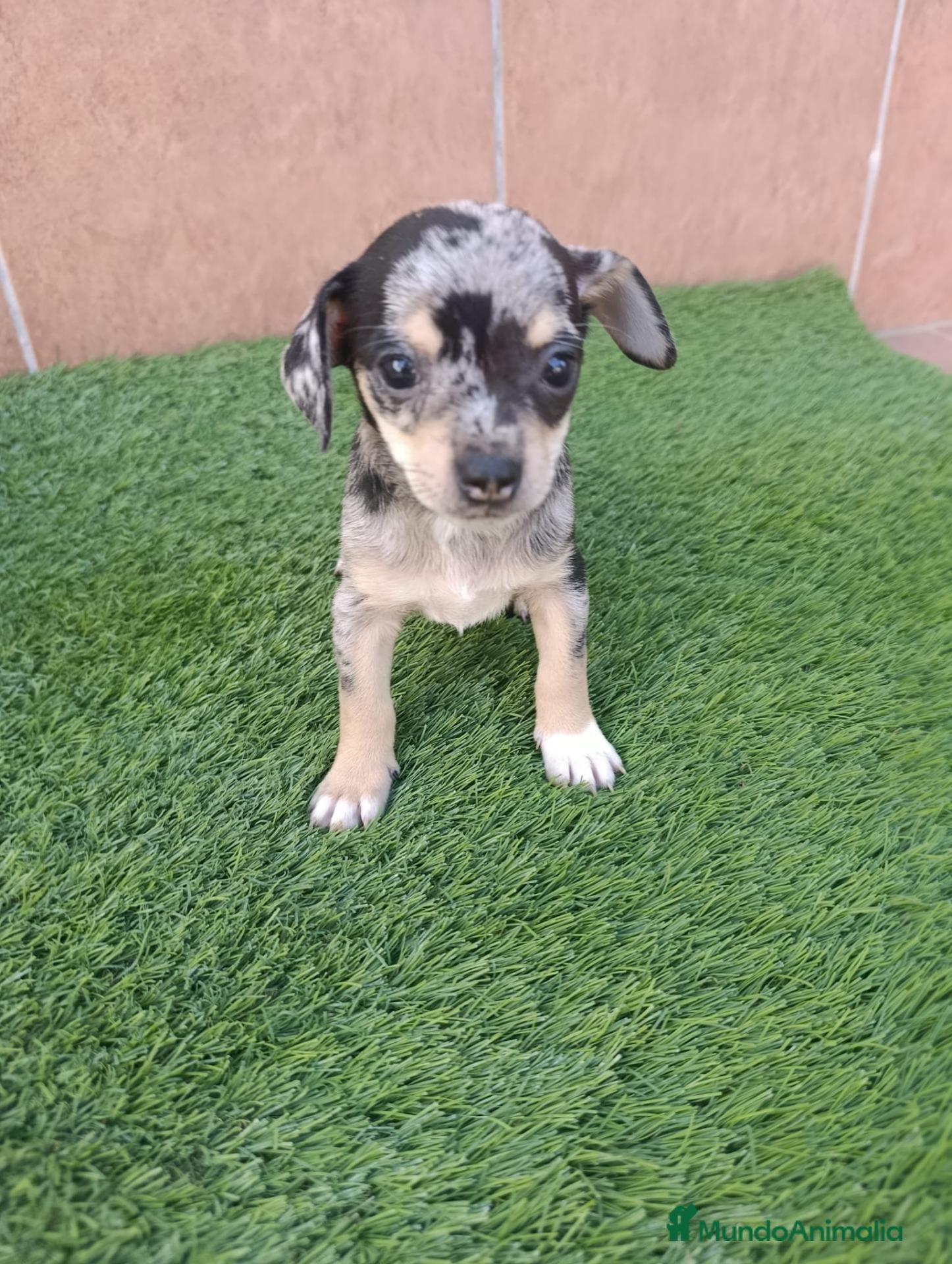 Chihuahua perros Camada Luna Chihuahua  - Anuncio 2