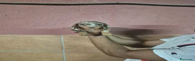 Teckel Miniatura Cachorro 2