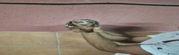 Teckel Miniatura perros en venta: Teckel arlequín chocolate y chocolate 🍫  en Girona - Anuncio 4