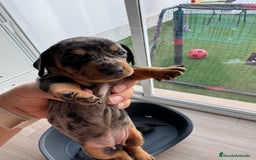 Teckel perros en venta: Teckel kaninchen  - Imagen 4