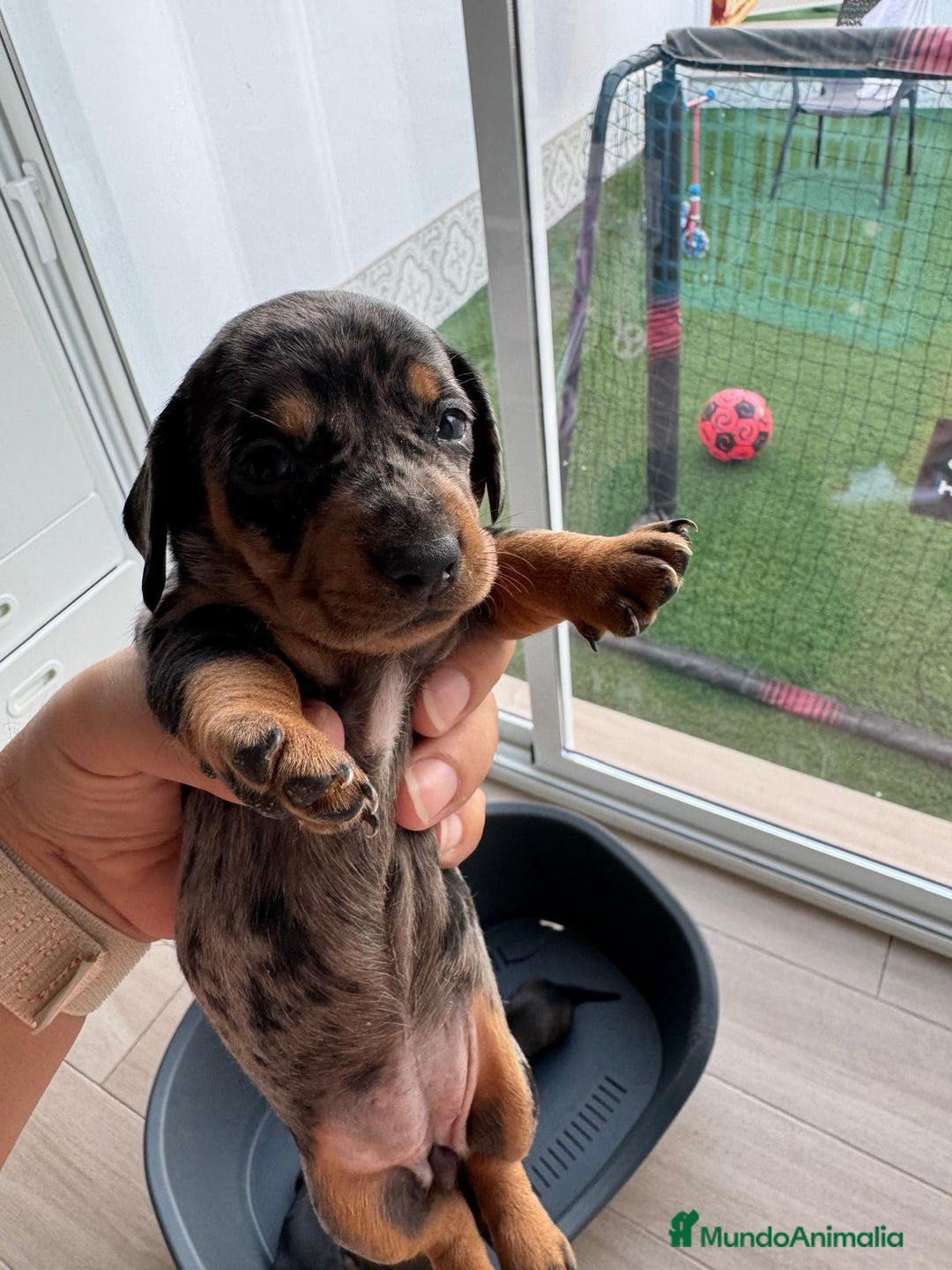 Teckel perros en venta: Teckel kaninchen  - Imagen 4