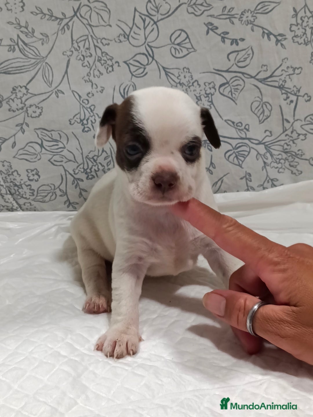 Chihuahua perros en venta: Chihuahua toys  - Imagen 10