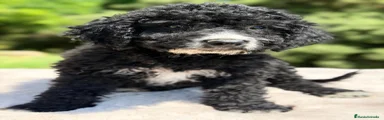 Perro de Agua Español Cachorro 1