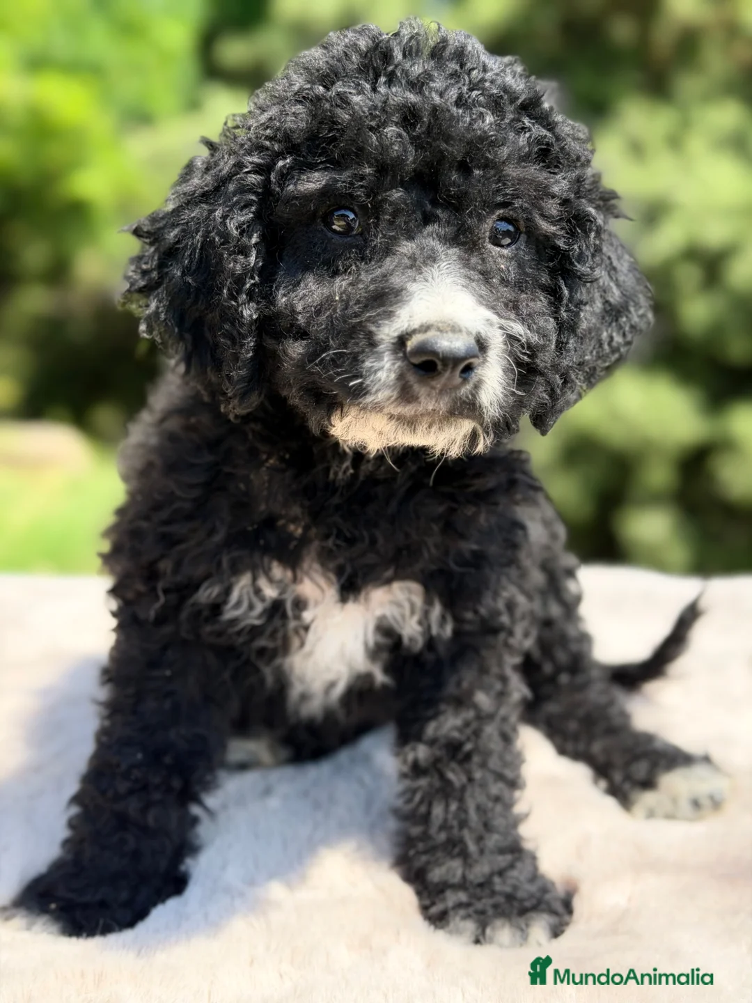 Perro de Agua Español perros en venta: Pdae negro  - Anuncio 1