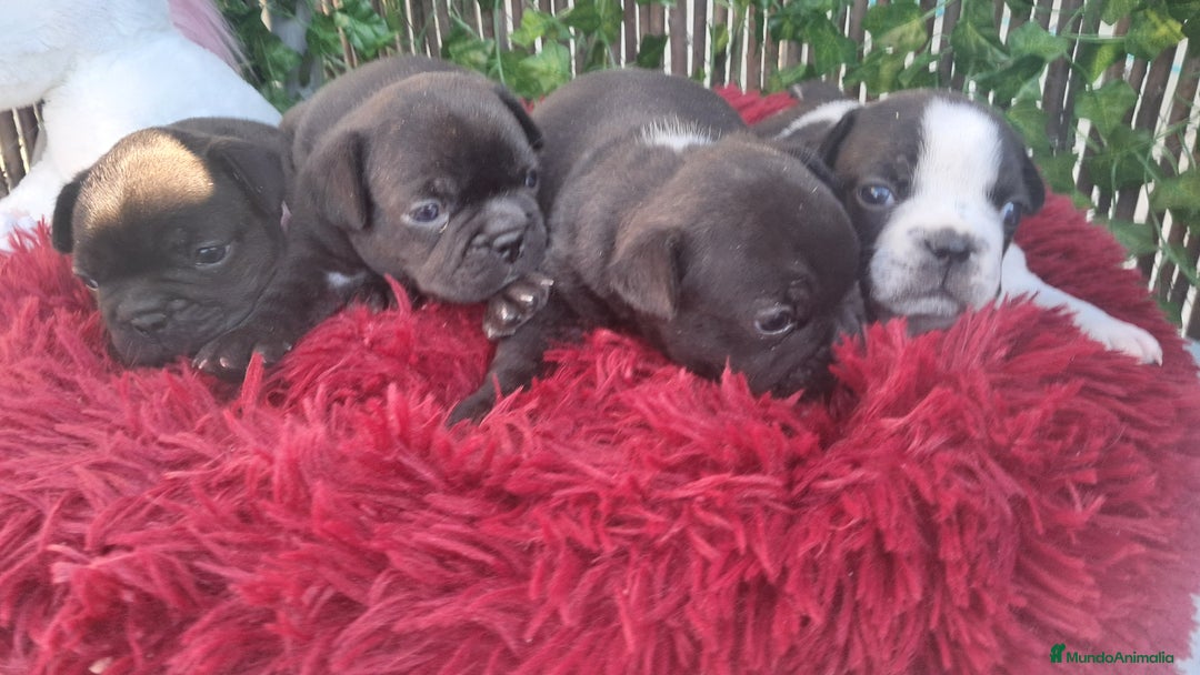 Bulldog Francés perros en venta: Bebes Bulldog Francés  - Imagen 2