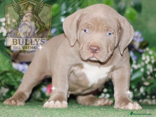 American Bully perros - Anuncio 9