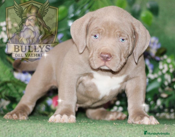 American Bully perros - Anuncio 1